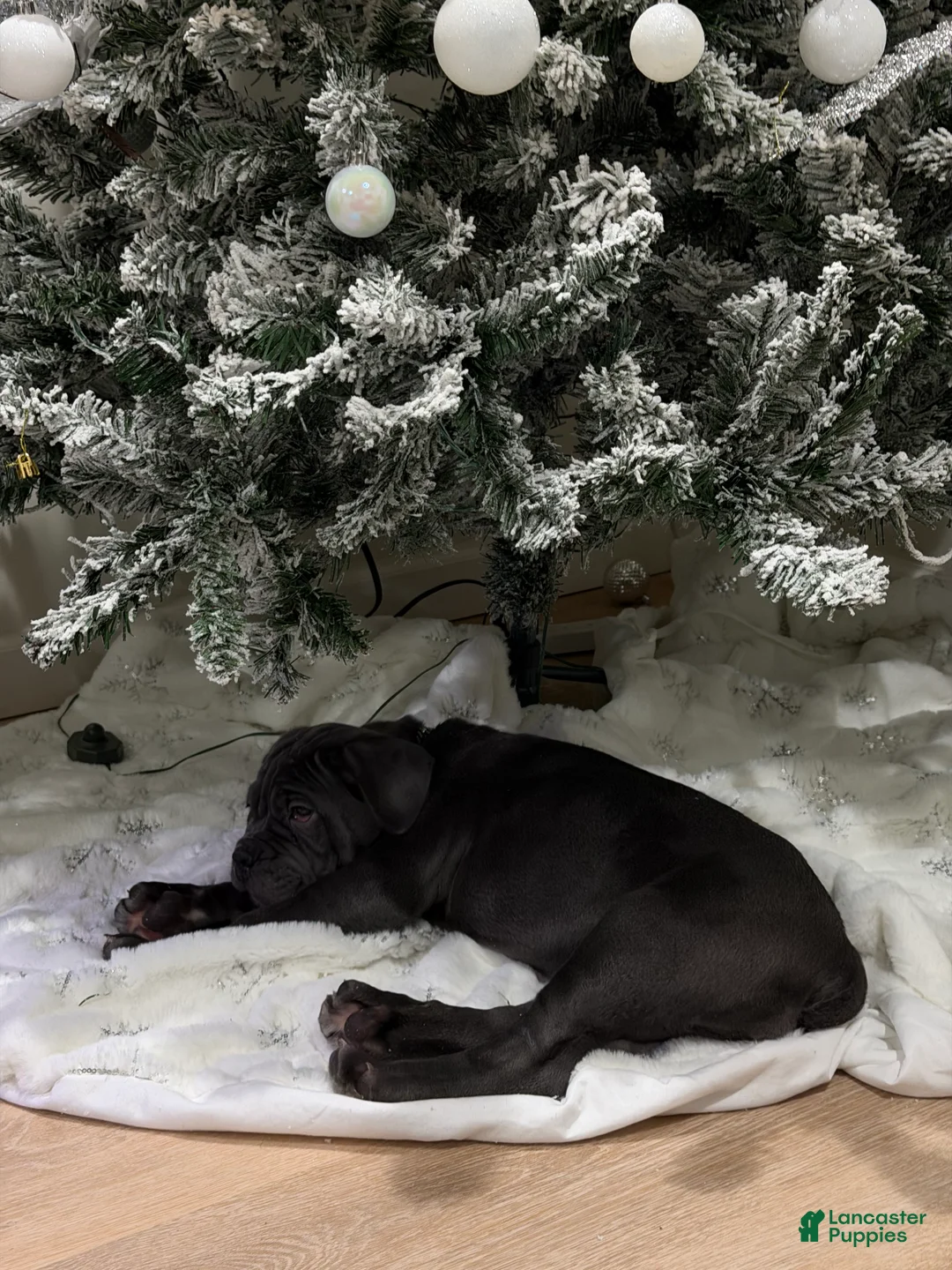 Cane Corso dogs for sale: Leah - Ad 1