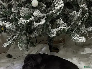 Cane Corso dogs Leah - Ad 18