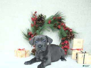 Cane Corso dogs Sage - Ad 4