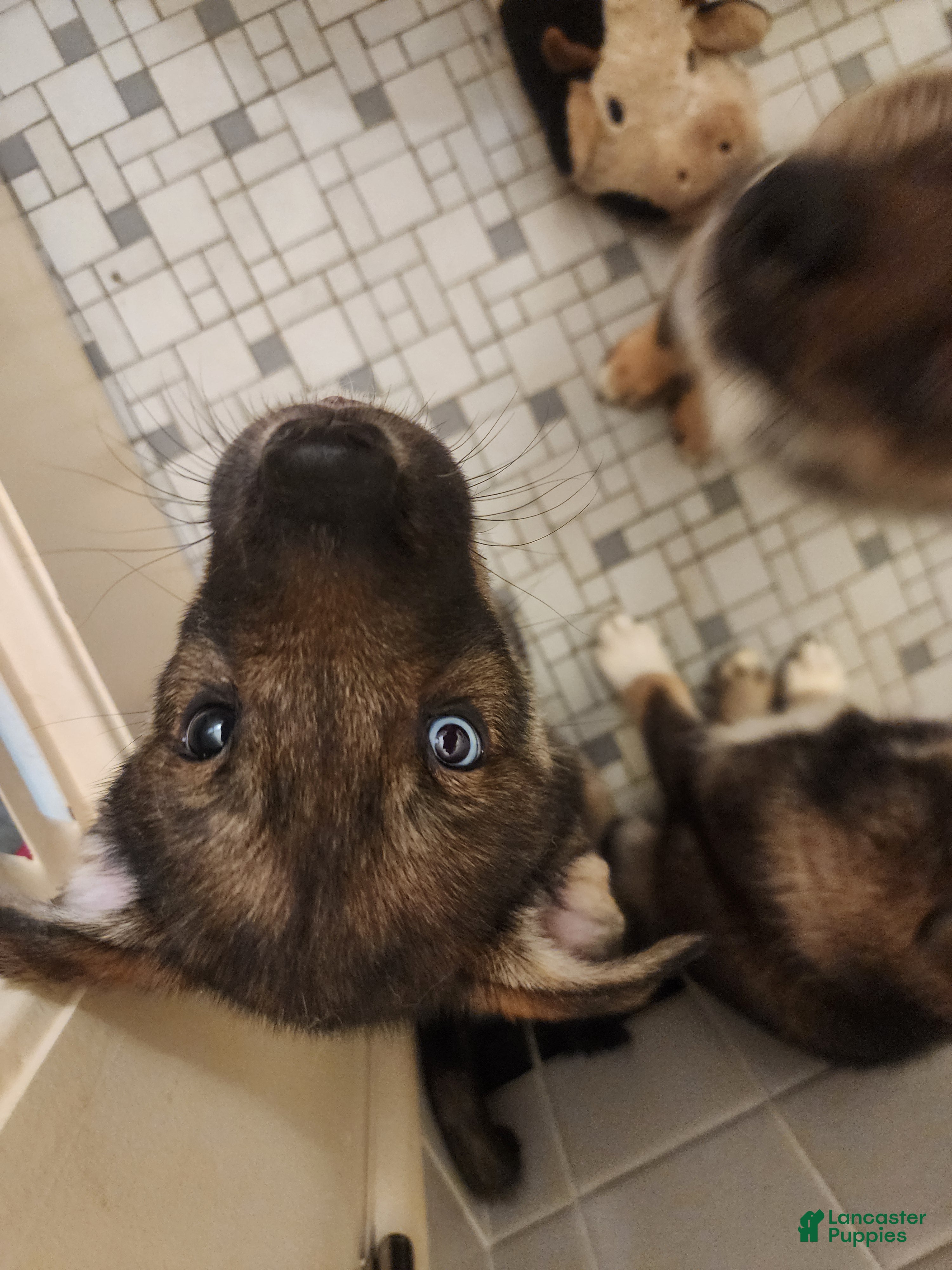 Mixed Breed dogs Iris - Ad 23