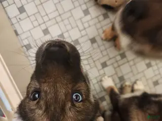 Mixed Breed dogs Iris - Ad 16