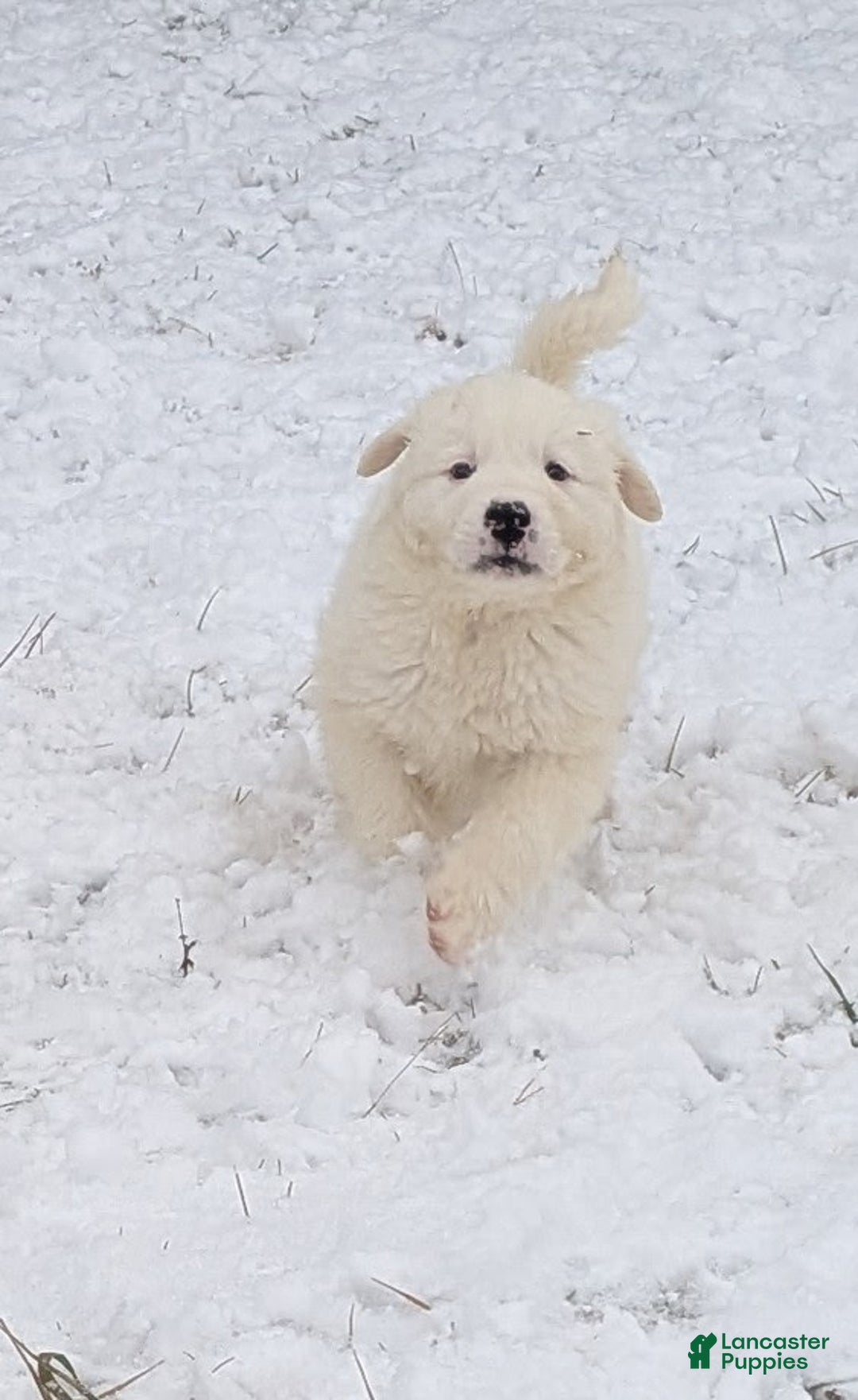 Great Pyrenees dogs for sale: Casper - Ad 12