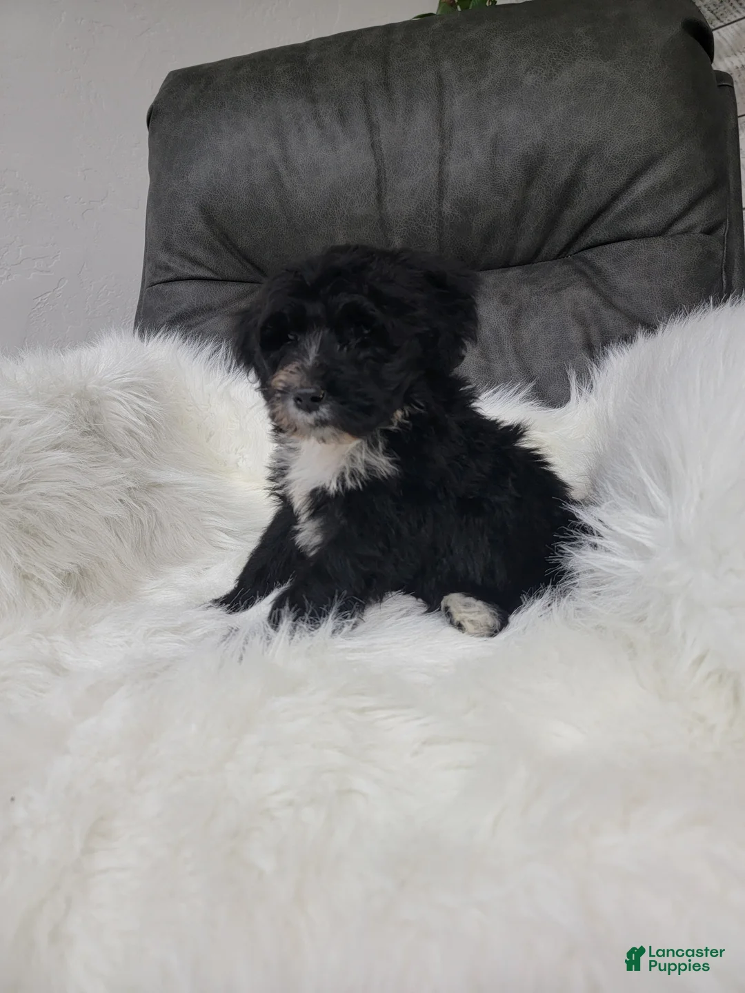 Portuguese Water Dog dogs for sale: Benji - Ad 2