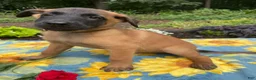 Belgian Malinois dogs for sale: Simon - Ad 3