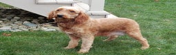 Mini Goldendoodle dogs for sale: Milo - Ad 8