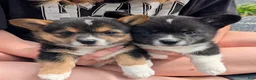 American Corgi dogs for sale: Sammy Girl - Ad 2