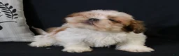 Shih Tzu dogs for sale: Buddy - Ad 4