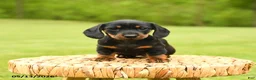 Dachshund dogs for sale: Anastasia - Ad 4