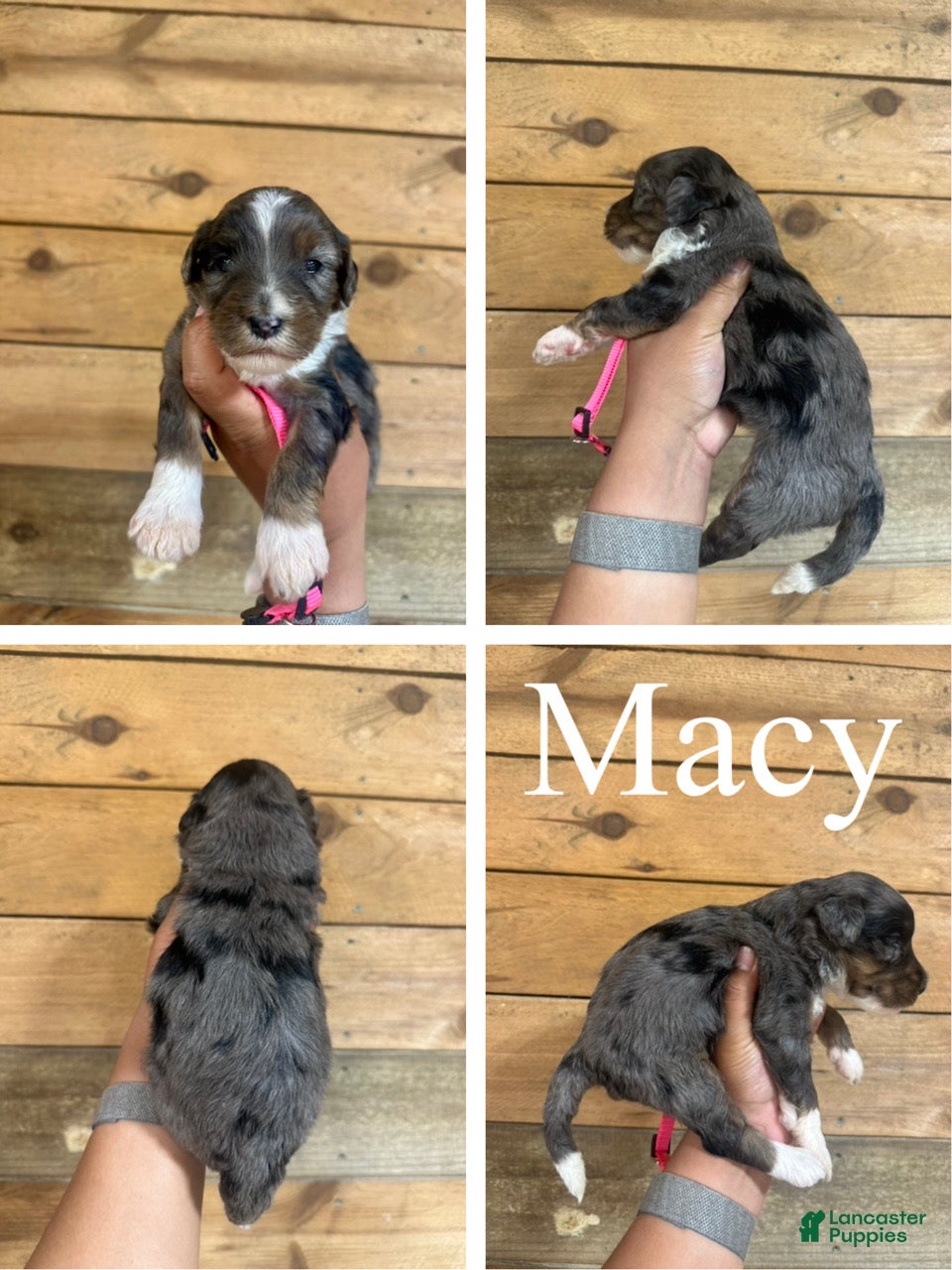 Mixed Breed dogs Macy - Ad 1