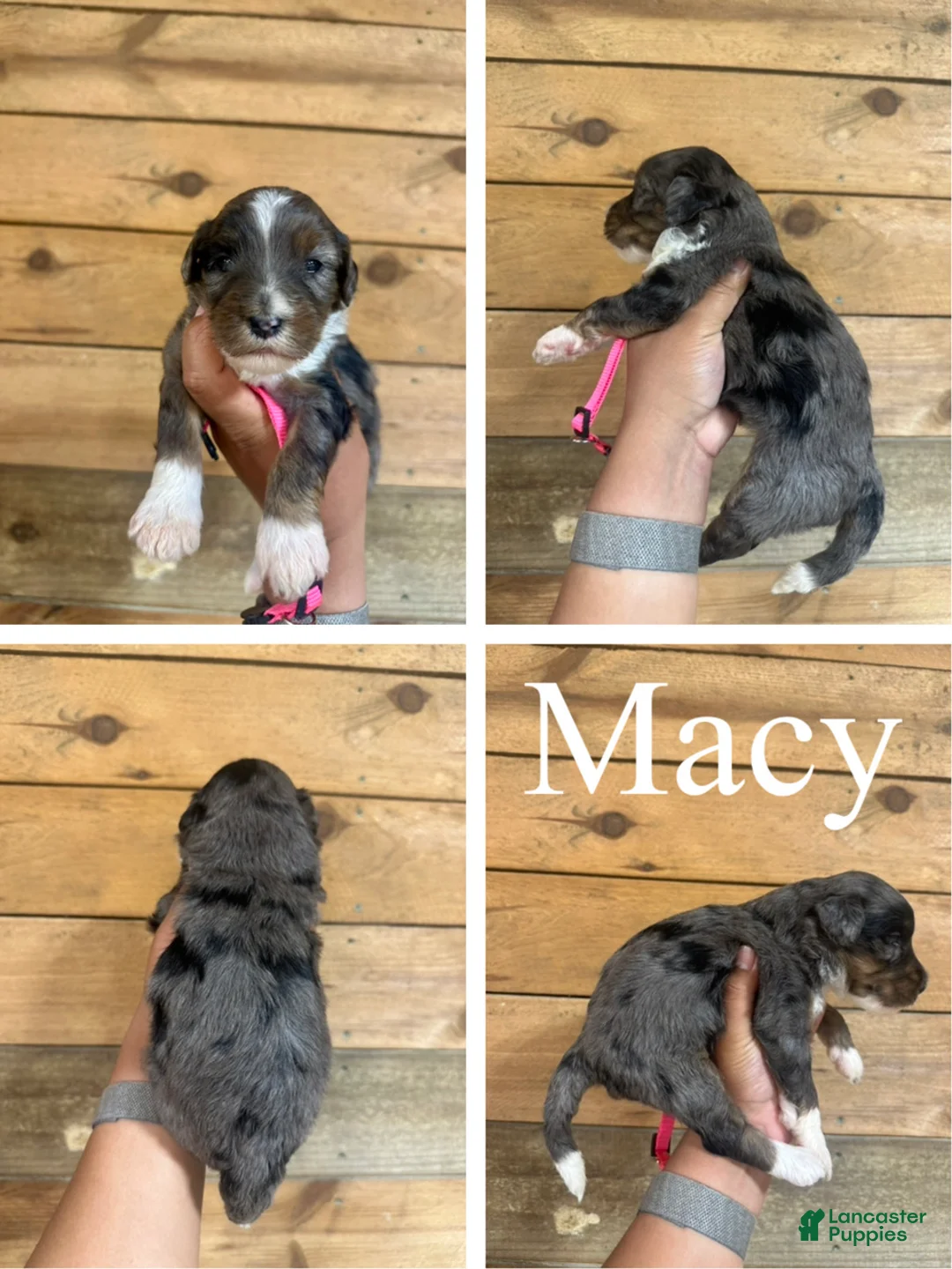 Mixed Breed dogs for sale: Macy - Ad 1