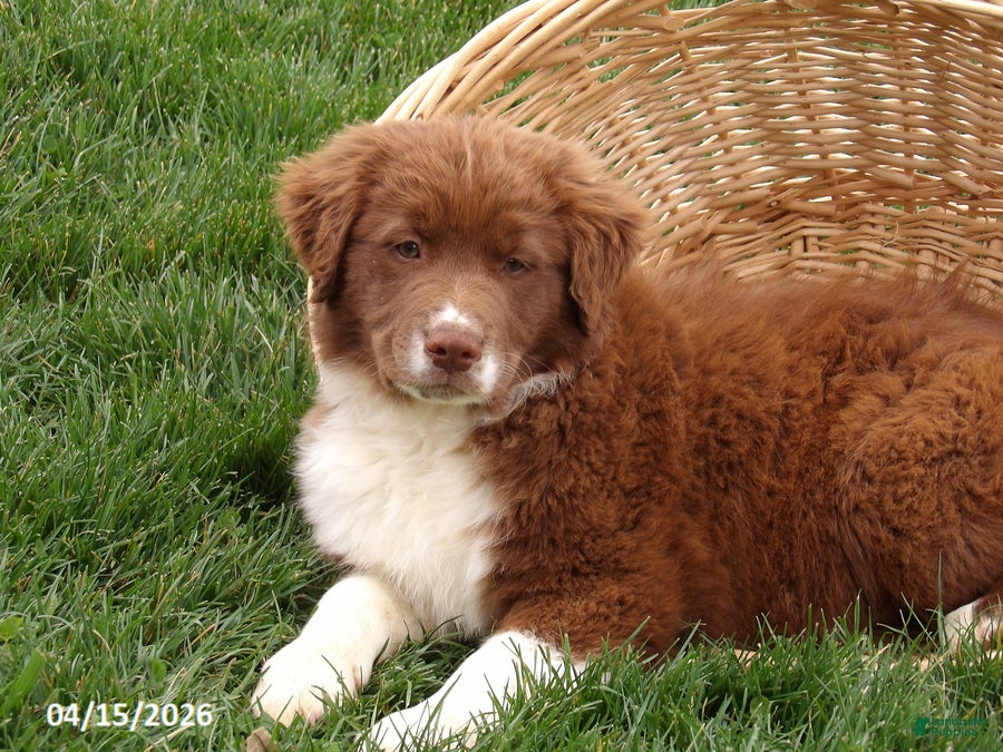 Australian Shepherd dogs Ritz - Ad 2