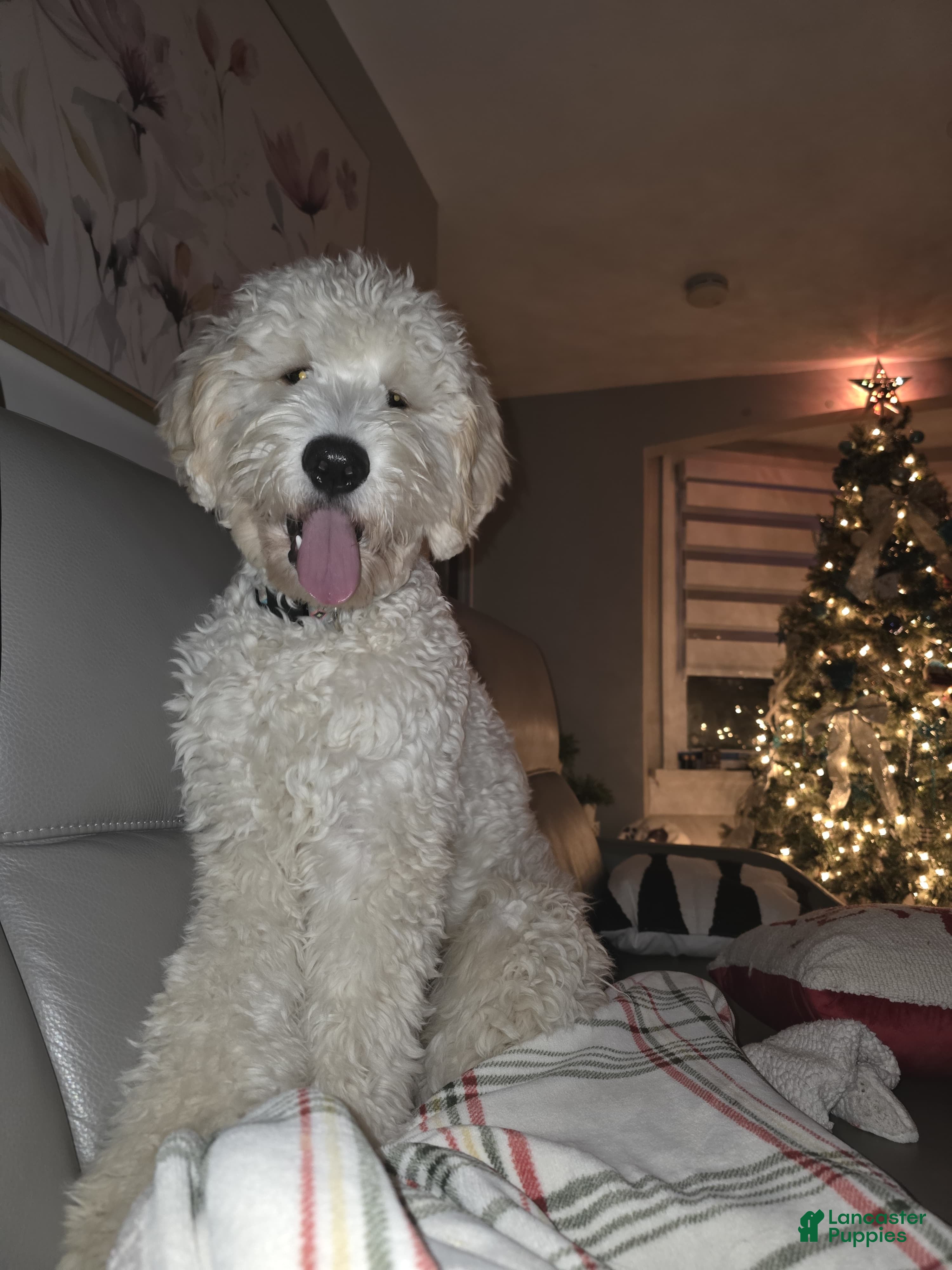 Goldendoodle dogs Goldendoodle 1 junior  - Ad 1