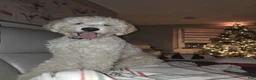 Goldendoodle dogs for sale: Goldendoodle 1 junior  - Ad 1