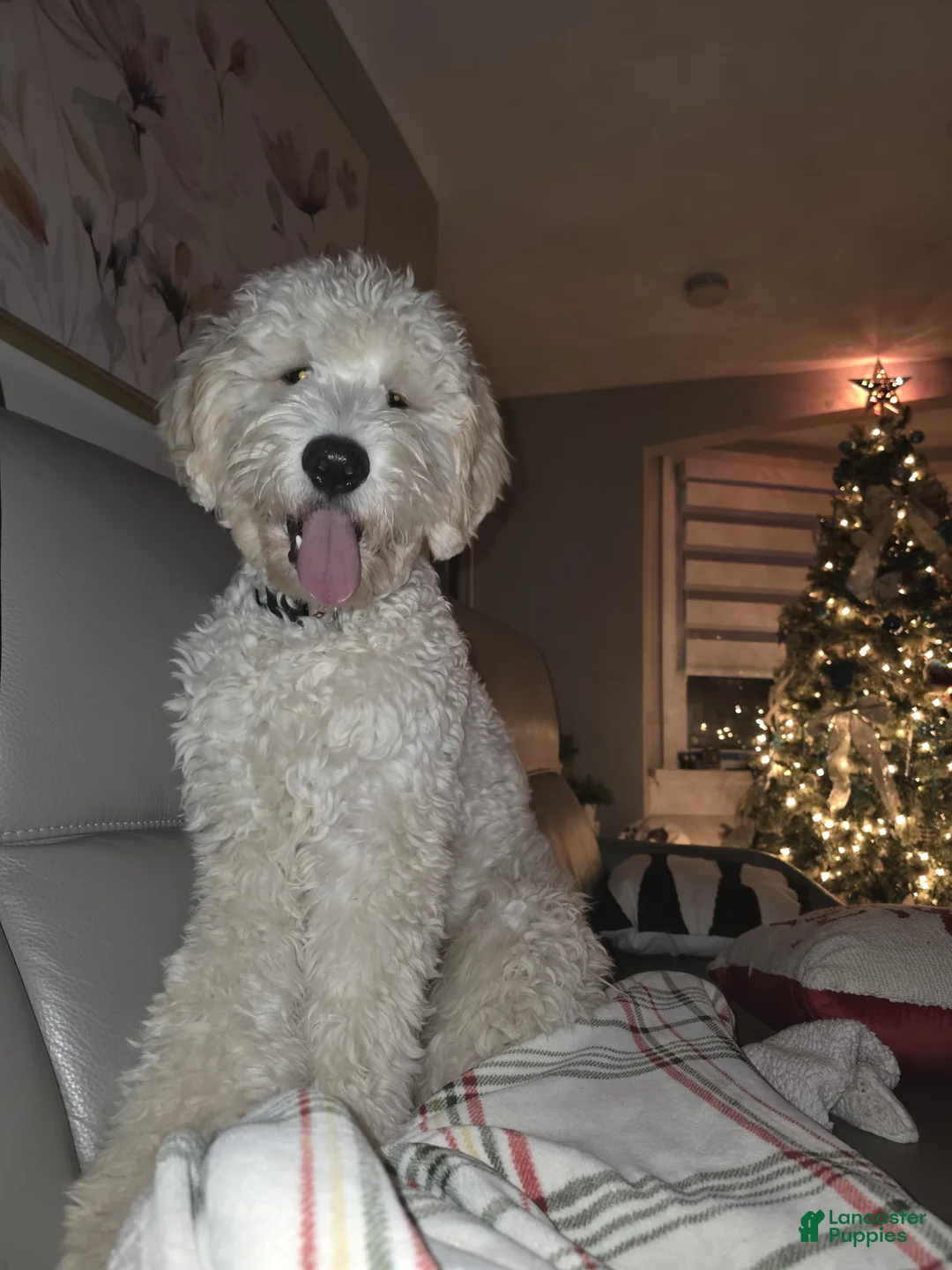 Goldendoodle dogs for sale: Goldendoodle 1 junior  - Ad 1