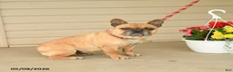 French Bulldog dogs for sale: Shelly - Ad 3