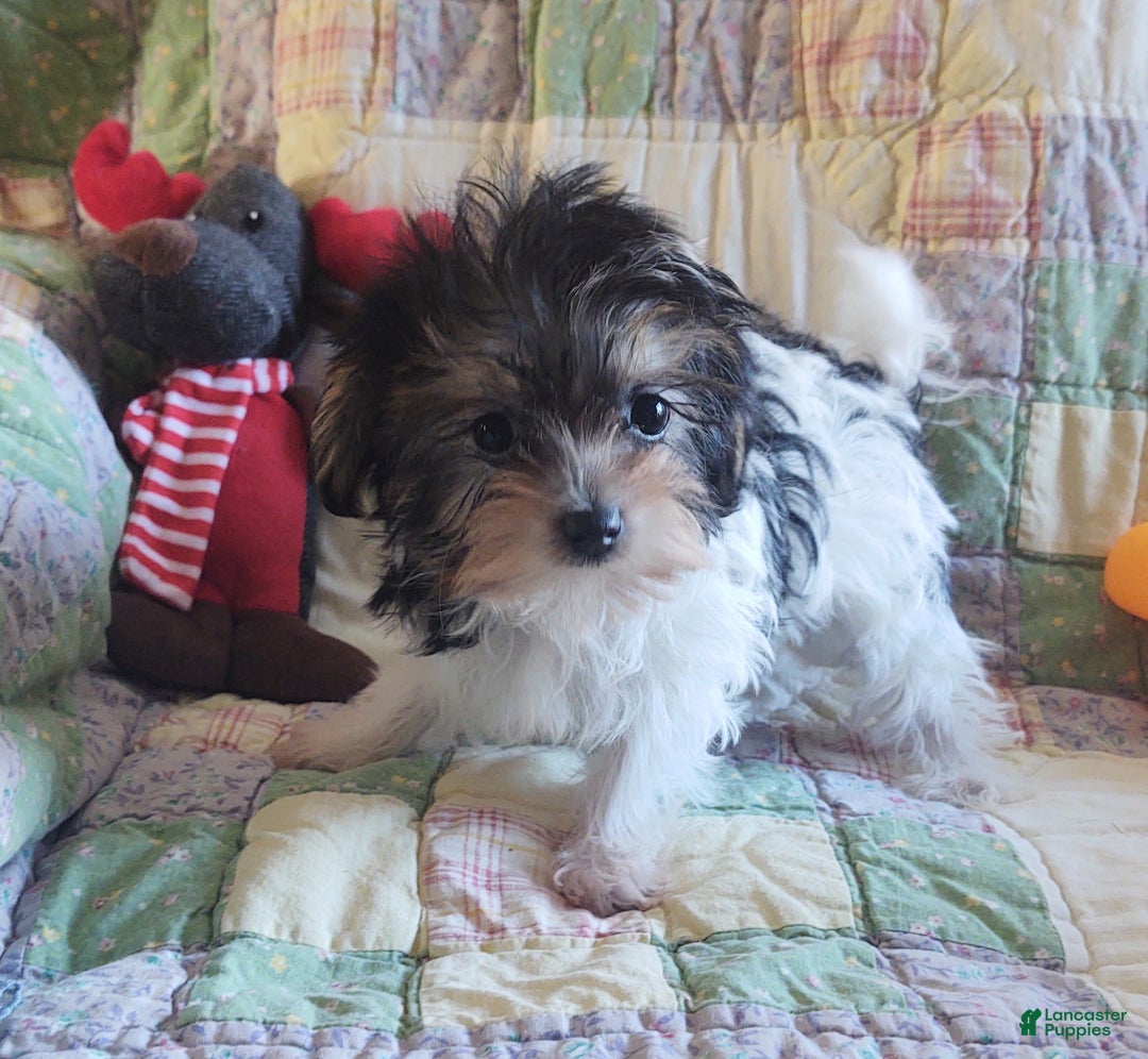 Yorkiepoo dogs for sale: Little Lugnut  - Ad 3