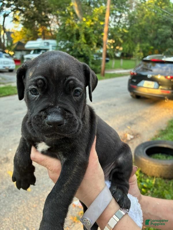 Cane Corso dogs Cane Corso 6 - Ad 38