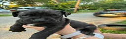 Cane Corso dogs for sale: Cane Corso 6 - Ad 1