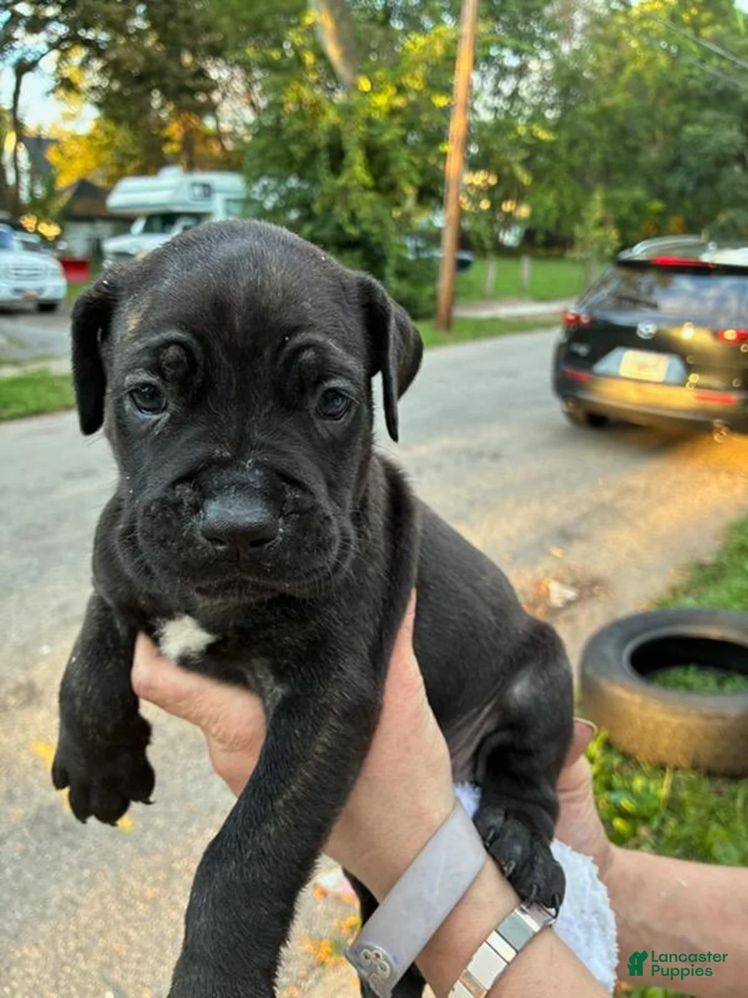 Cane Corso dogs for sale: Cane Corso 6 - Ad 1