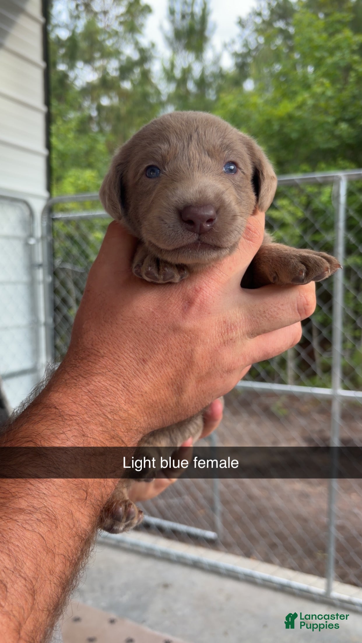 Labrador Retriever dogs Light blue female - Ad 1