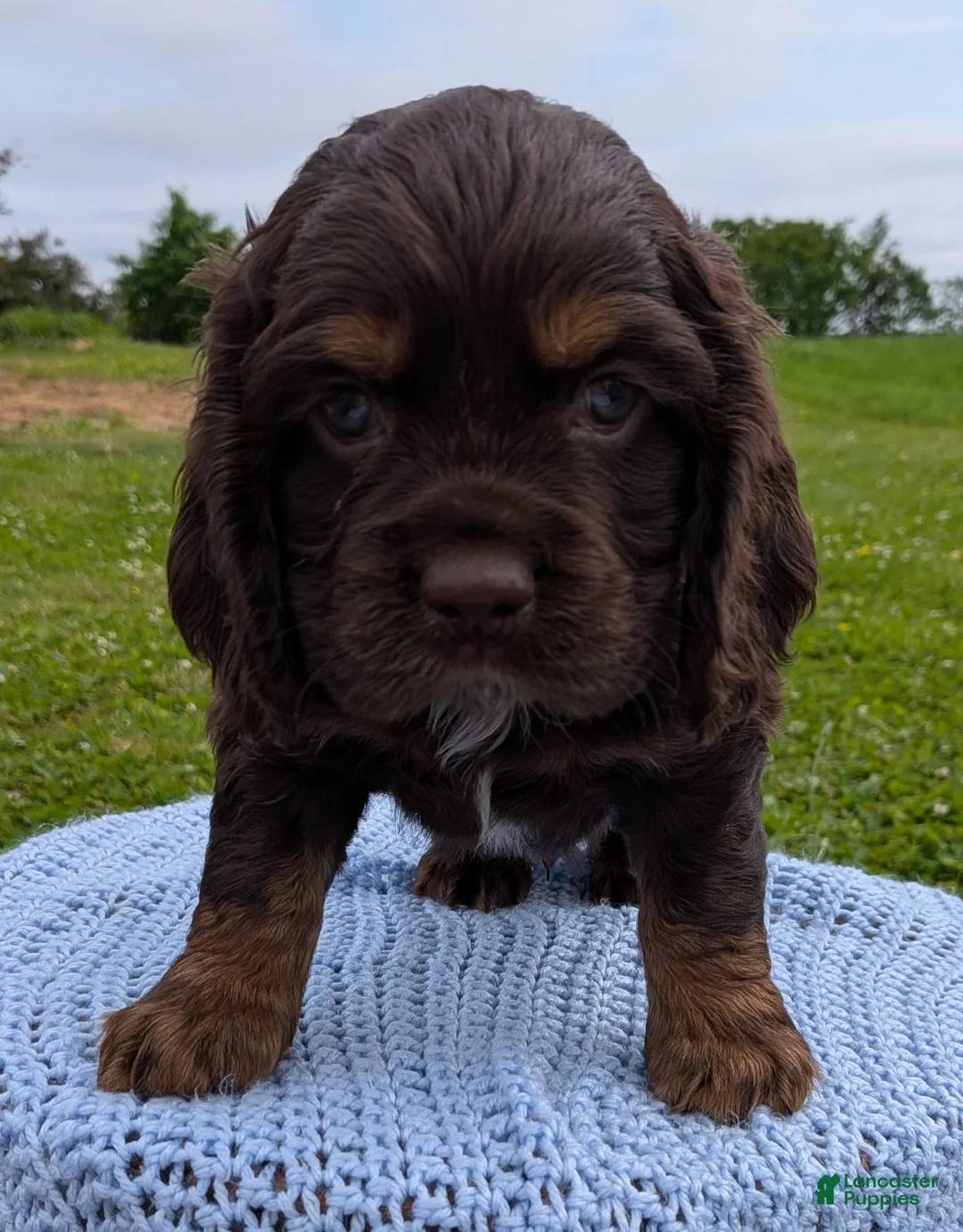 Cocker Spaniel dogs for sale: Yeller - Ad 1