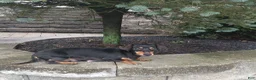 Miniature Dachshund dogs for sale: AKC-Haley - Ad 12