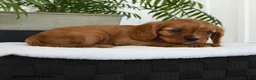 Cavalier King Charles Spaniel dogs for sale: Hector - Ad 4