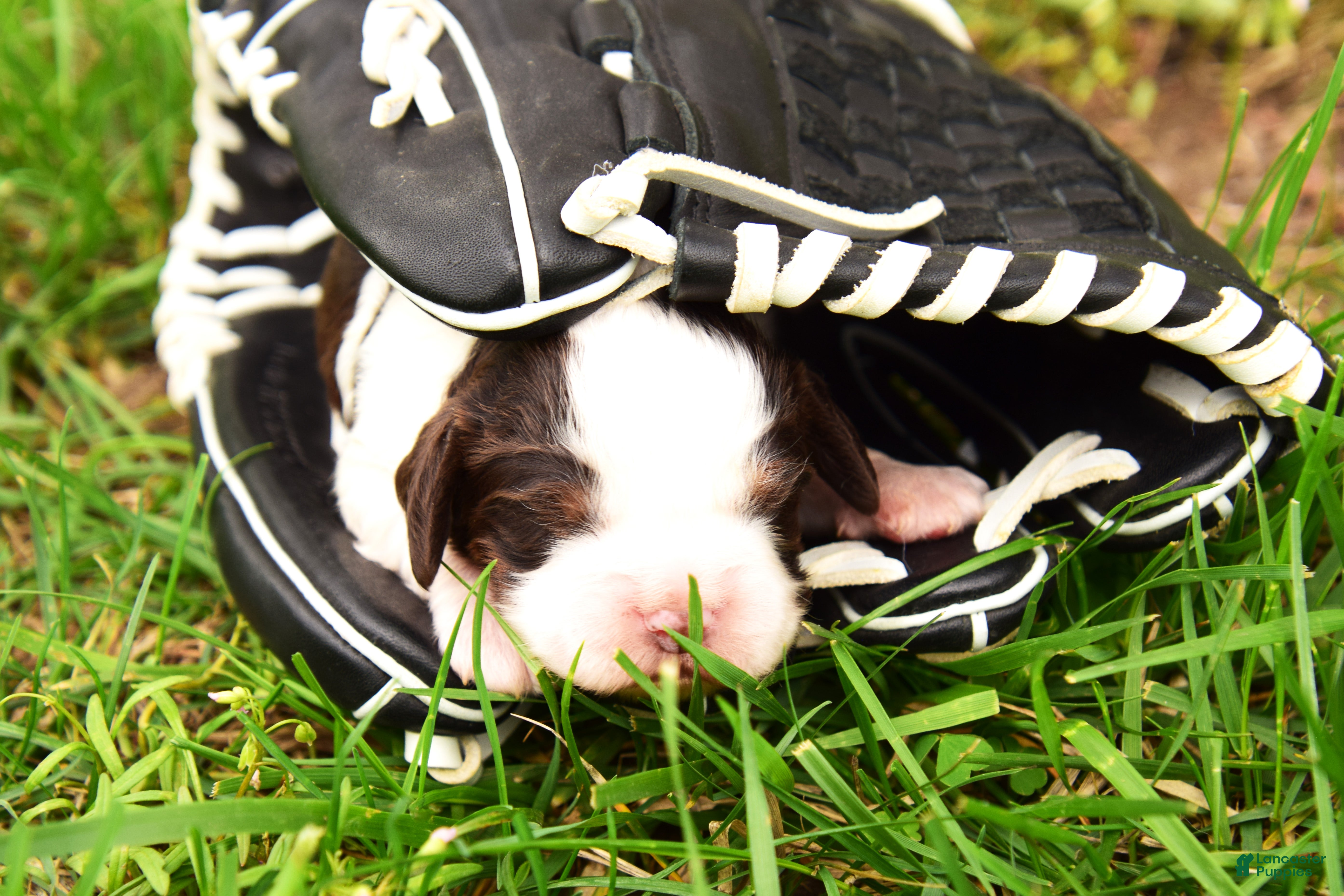 English Springer Spaniel dogs Cosmo - Ad 11