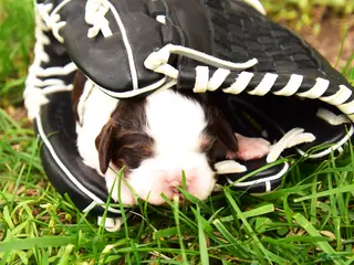 English Springer Spaniel dogs Cosmo - Ad 11