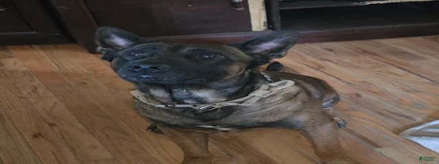 Maximus 