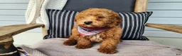 Mini Bernedoodle dogs for sale: Blake - Ad 6