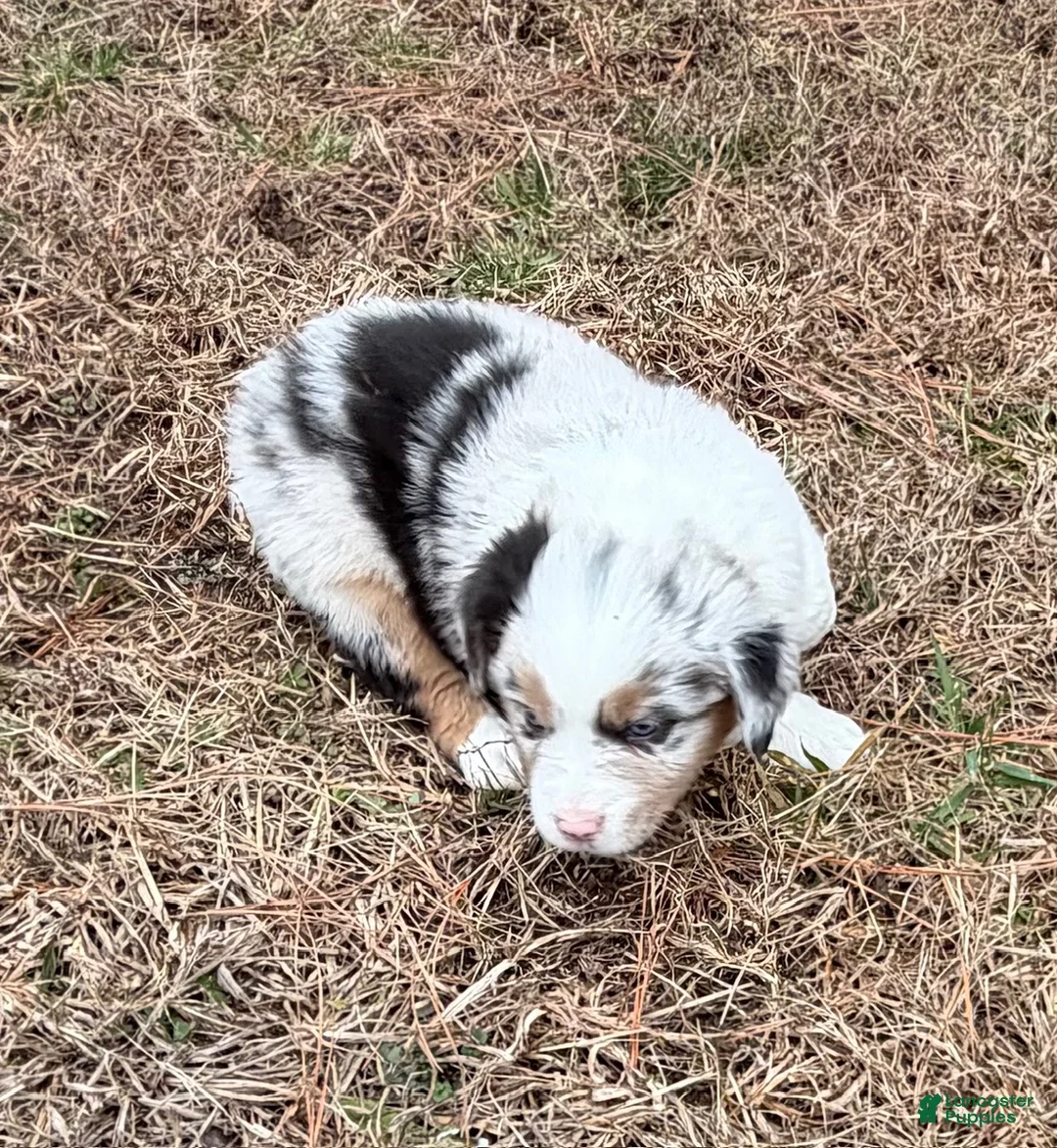 Australian Shepherd dogs for sale: Prince - Ad 3
