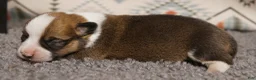 Welsh Corgi Pembroke dogs for sale: Buck - Ad 2