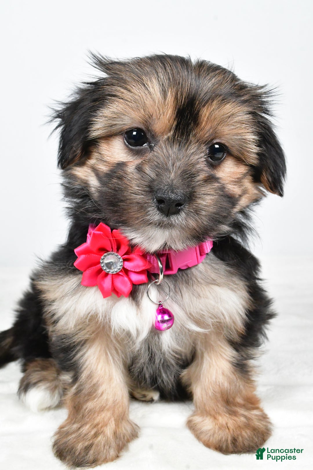 Morkie dogs for sale: Nila - Ad 8