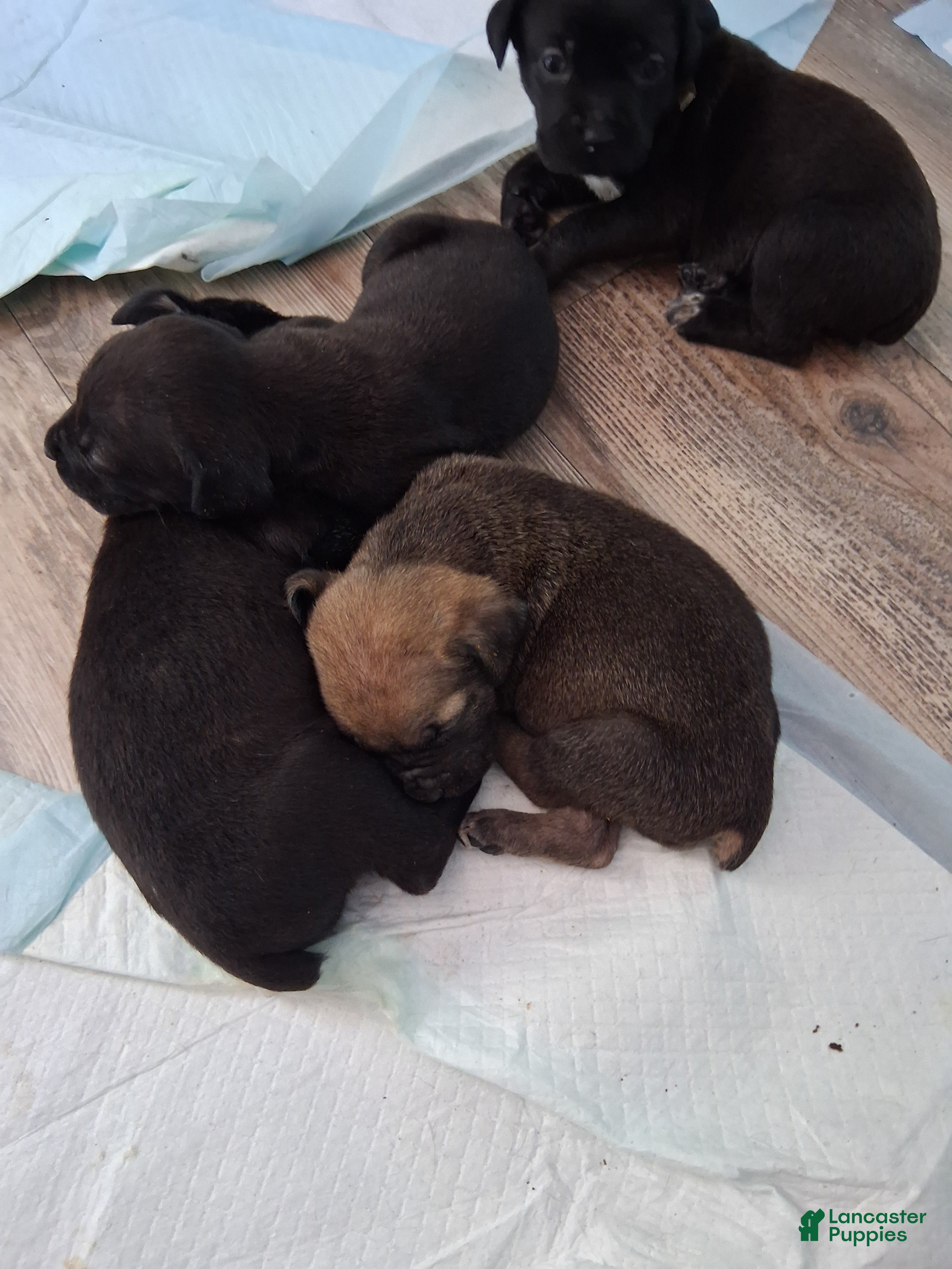 Cane Corso dogs Cane Corso Puppy 4 - Ad 10