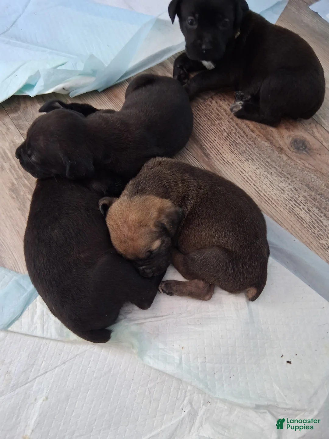Cane Corso dogs for sale: Cane Corso Puppy 4 - Ad 1
