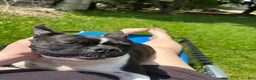 Boston Terrier dogs for sale: Boston Terrier Puppy 3 - Ad 2