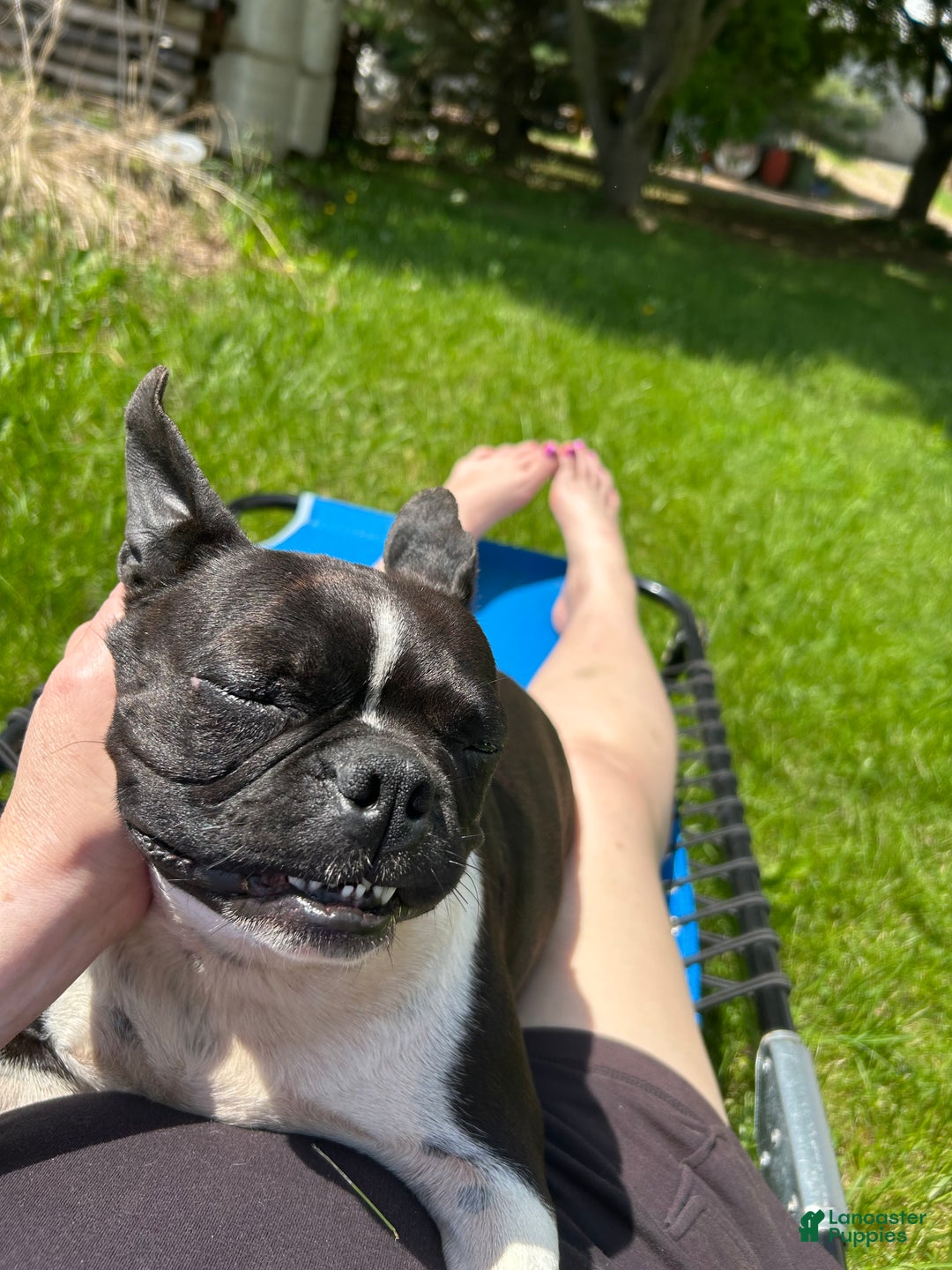 Boston Terrier dogs for sale: Boston Terrier Puppy 3 - Ad 2