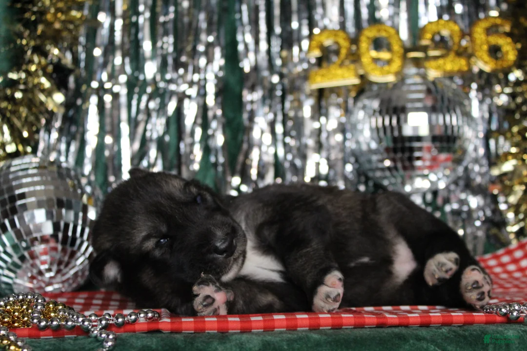 Gerberian Shepsky dogs for sale: 6 Red - Ad 8
