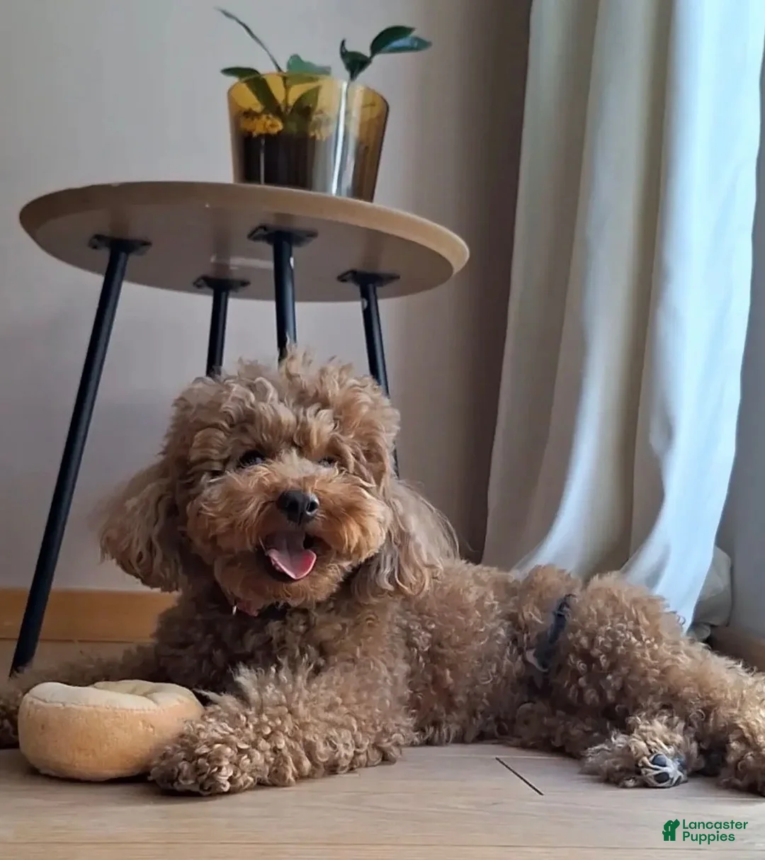 Maltipoo dogs for sale: Mocha - Ad 2