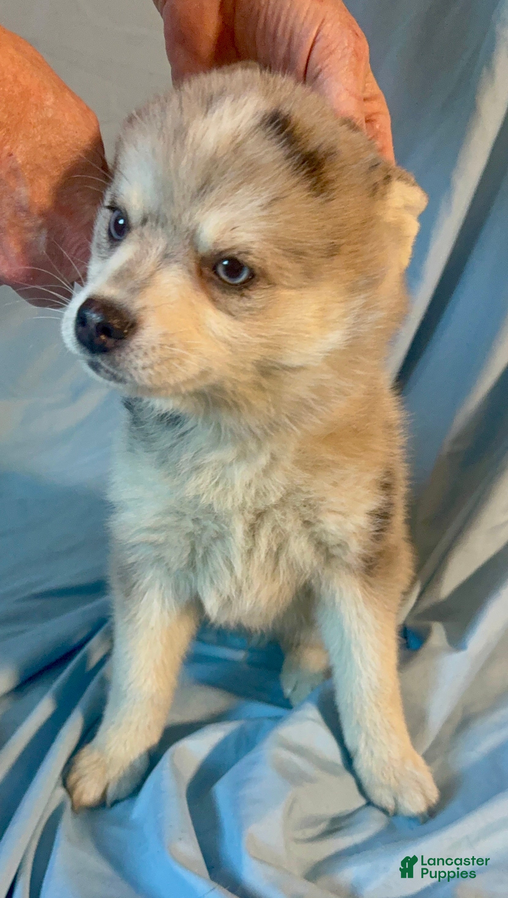 Mixed Breed dogs Brady - Merle Boy  - Ad 36