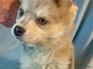 Mixed Breed dogs Brady - Merle Boy - Ad 36