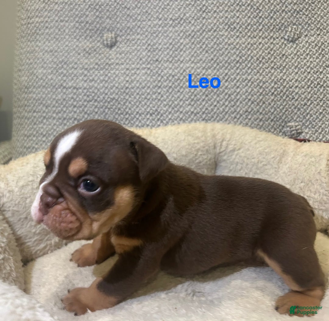 English Bulldog dogs for sale: Leo - Ad 1