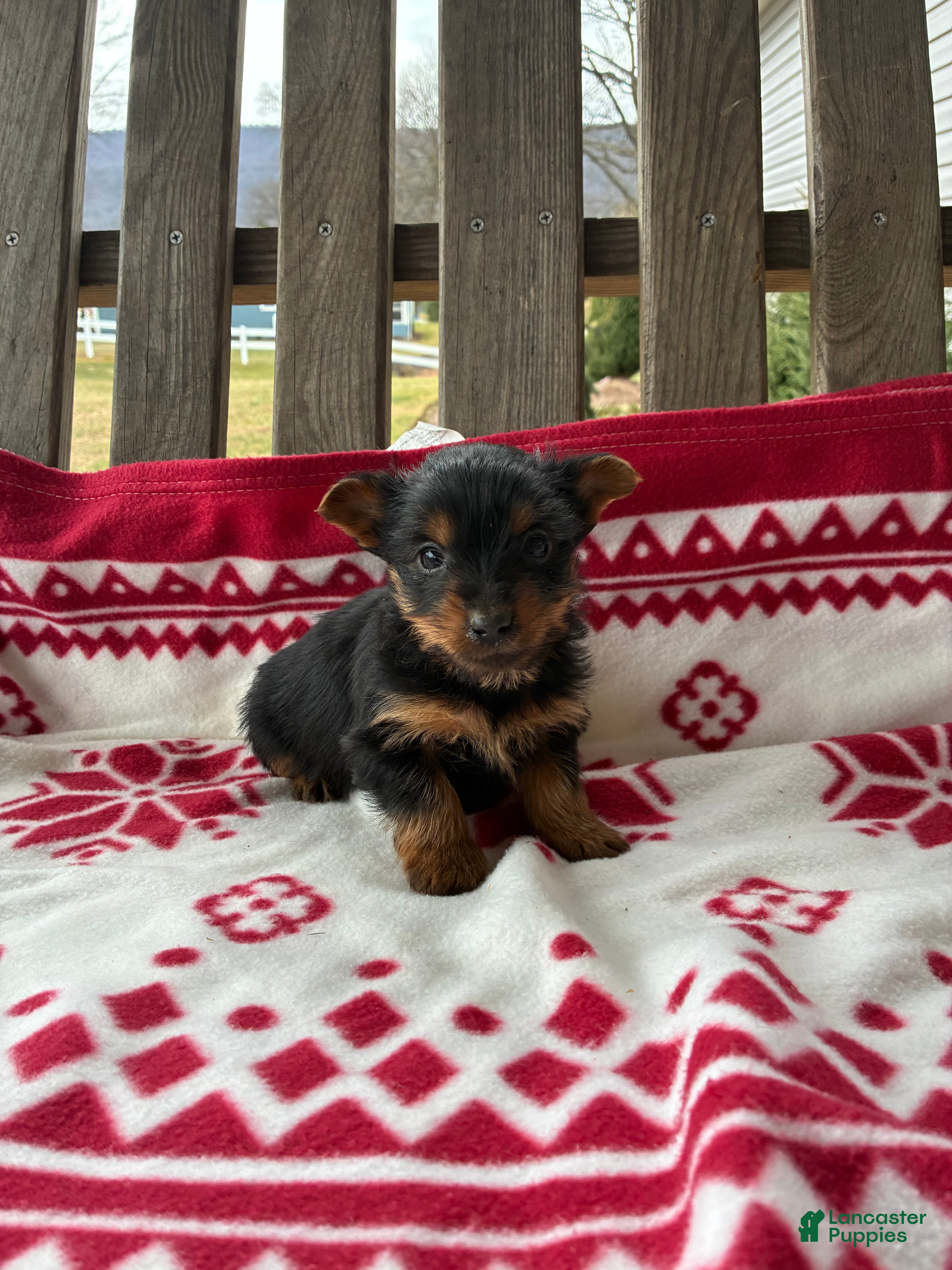 Yorkshire Terrier dogs Chase - Ad 10