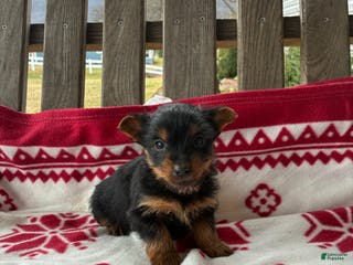 Yorkshire Terrier dogs Chase - Ad 10