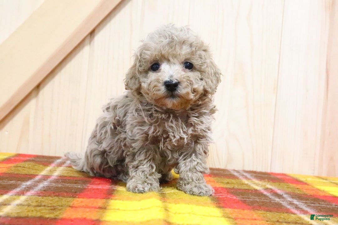 Bichpoo dogs for sale: Lylah - Ad 2