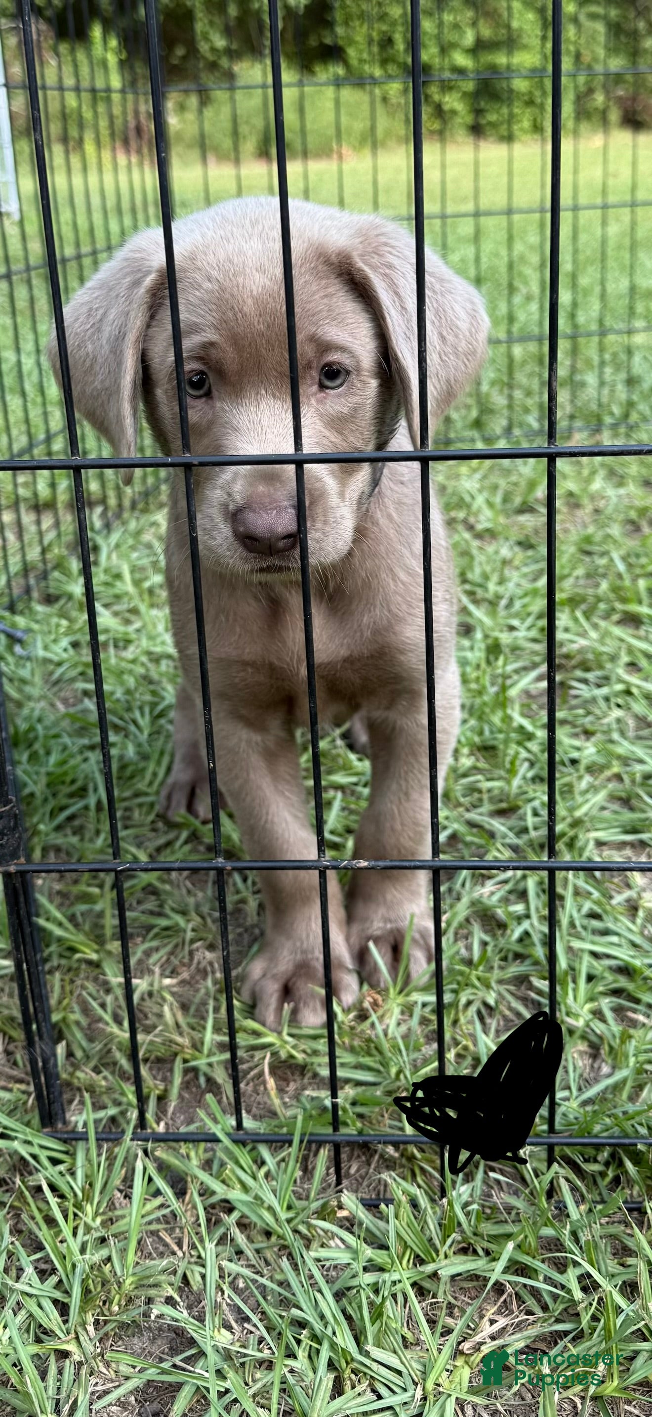 Labrador Retriever dogs Labrador Retriever 1 - Ad 16