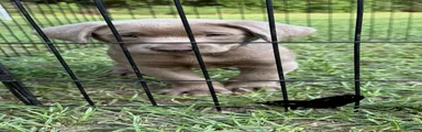 Labrador Retriever 1