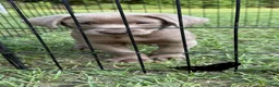 Labrador Retriever dogs for sale: Labrador Retriever 1 - Ad 1