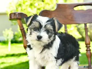 Yorkshire Terrier dogs for sale: Sage - Ad 3